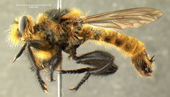 Media type: image;   Entomology 19574 Aspect: habitus lateral view